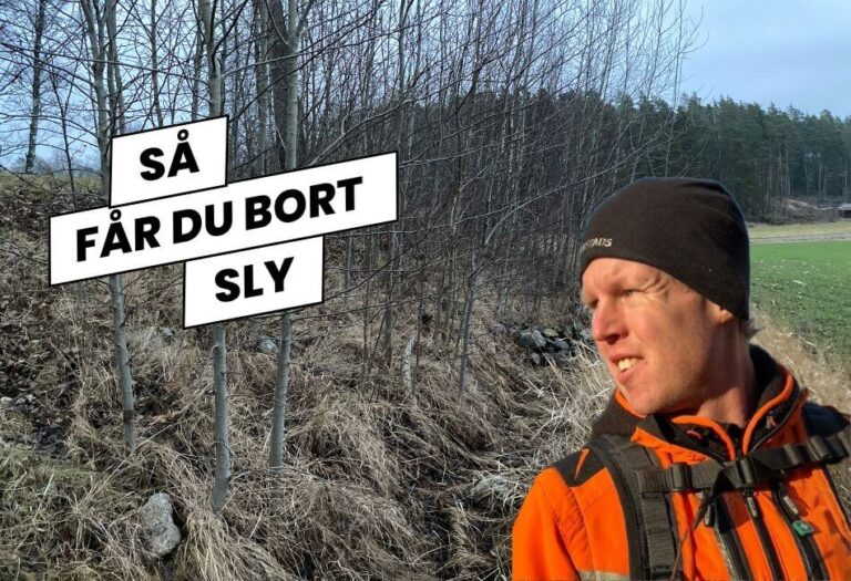 Röjning av sly