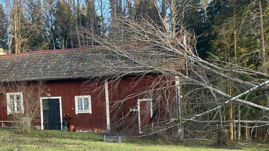 Träd-nära-hus