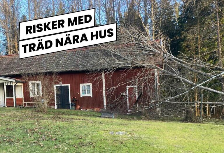 Träd nära hus